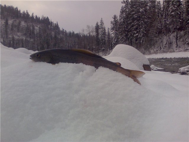 Рыбалка на Снежной (23 октября 2010)