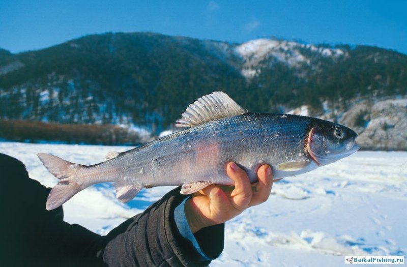 рыбалка чикой зимняя ловля хариуса