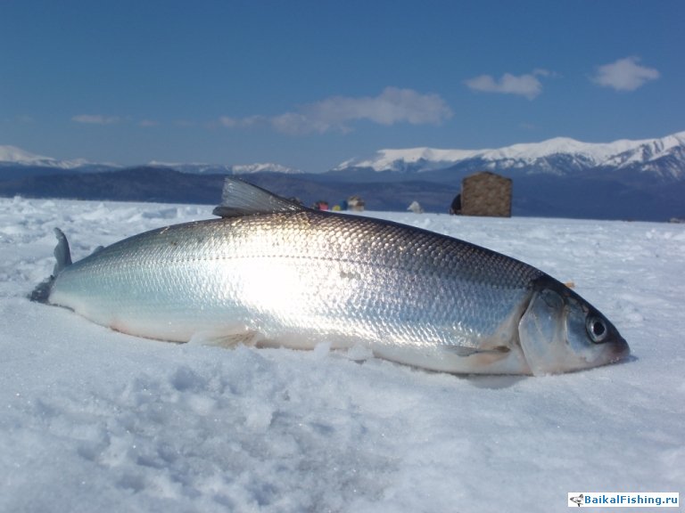 Закрытие сезона подледной рыбалки в Чивыркуйском заливе