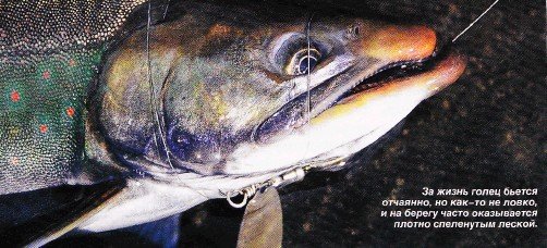 Дикий лосось голец свежемороженый непотрошеный, штучной заморозки, «Икорный», ~500 г