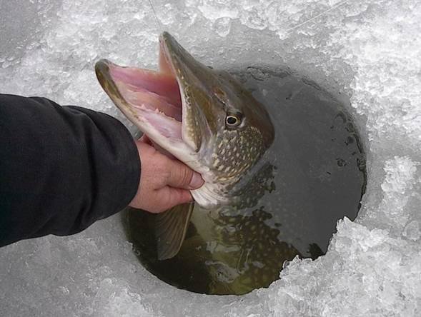 Багорик для зимней рыбалки своими руками — инструкция, чертежи советы по сборке